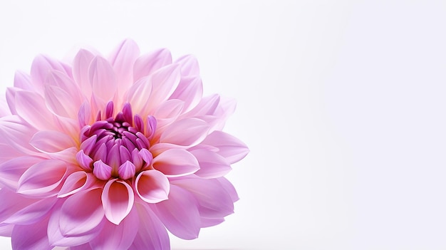 Photo d'une belle fleur isolée sur un fond blanc