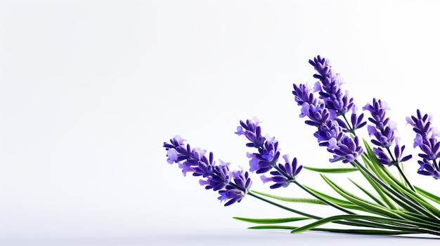 Photo d'une belle fleur de lavande isolée sur un fond blanc