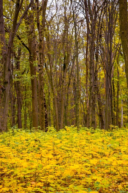 Photo de belle forêt d'automne orange avec des feuilles