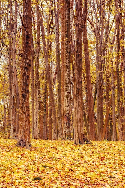 Photo de belle forêt d'automne orange avec des feuilles