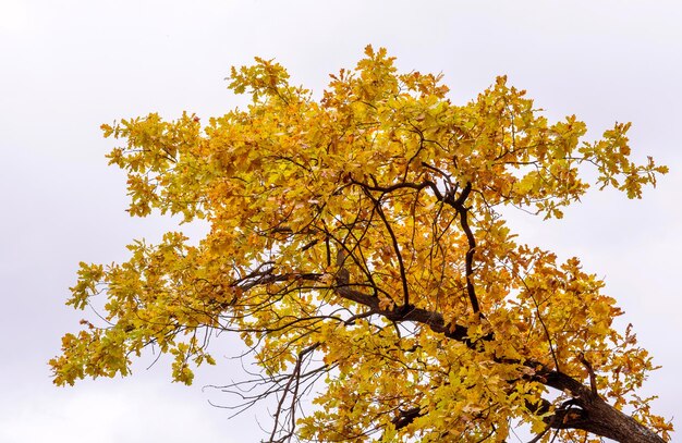 Photo de belle forêt d'automne orange avec des feuilles