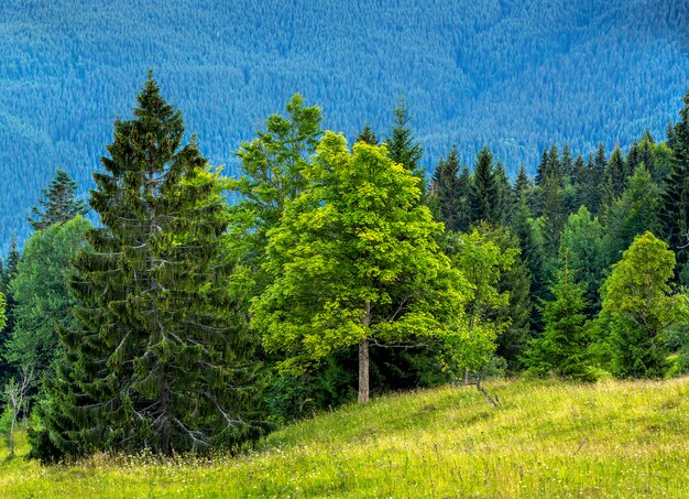 Photo de la belle forêt verte et des montagnes bleues. Montagnes des Carpates au soir