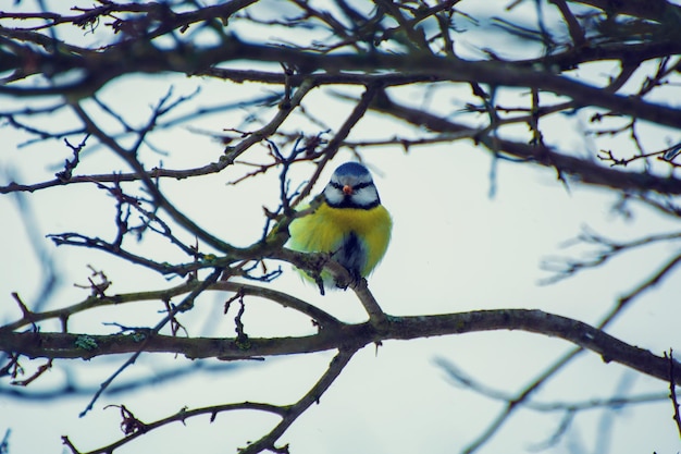 Photo de belle mésange sur branche en hiver