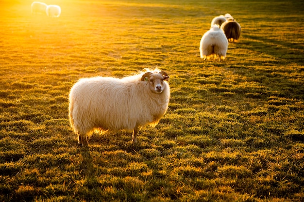 Photo de la belle nature de l'Islande pour le paysage