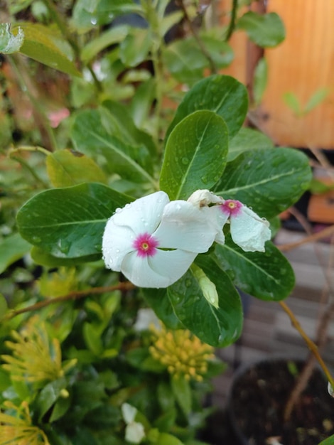 Photo photo de belles petites fleurs blanches sous la pluie