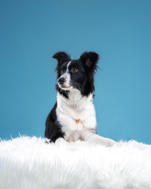 Photo d'un Border Collie est isolé sur un fond bleu