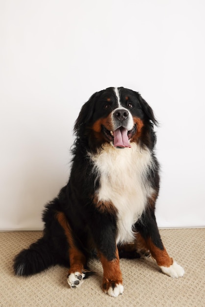 Photo Bouvier Bernois sur fond blanc Prise de vue en studio d'un chien devant un fond isolé