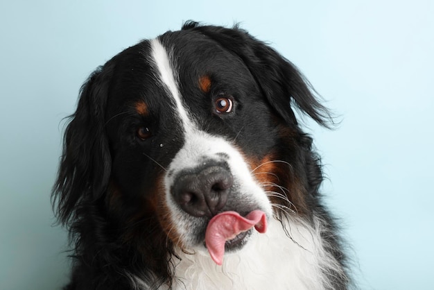 Photo Bouvier Bernois sur un fond bleu doux Prise de vue en studio d'un chien devant un fond isolé