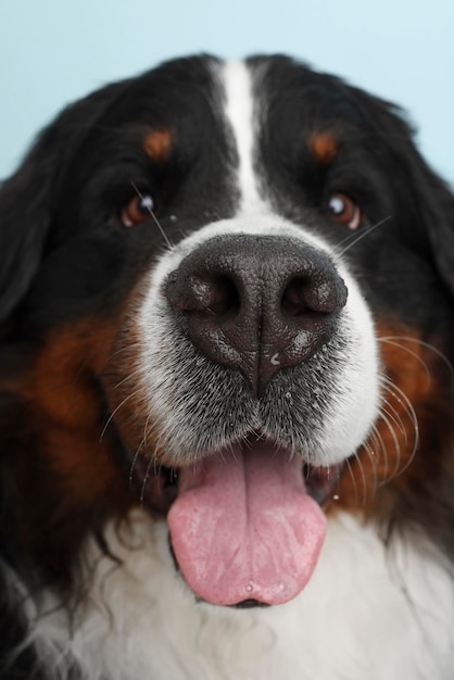 Photo Bouvier Bernois sur un fond bleu doux Prise de vue en studio d'un chien devant un fond isolé