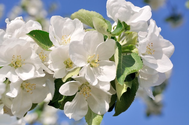 Photo de branche d'arbre en fleurs avec des fleurs blanches