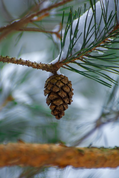 Photo de branche d'arbre de Noël enneigée avec cône en hiver