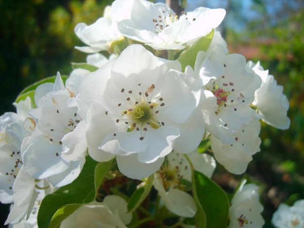 Photo de branche de fleur de cerisier