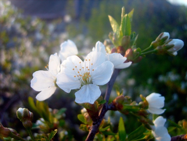 Photo de branche de fleur de cerisier