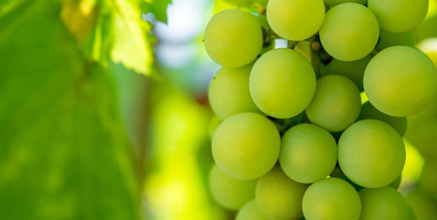 Photo d'une branche de raisins de vigne verts