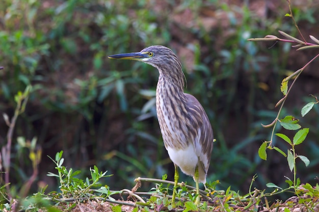 Photo de butor eurasien oiseau sauvage de butor dans son environnement naturel