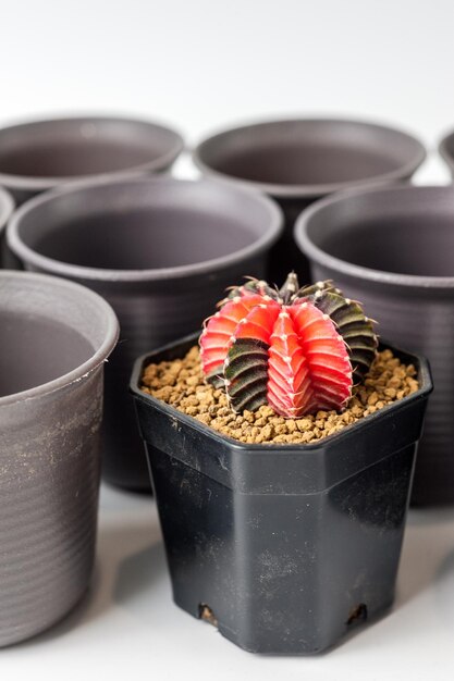 Photo de cactus sur fond blanc et n'importe quel arrière-plan