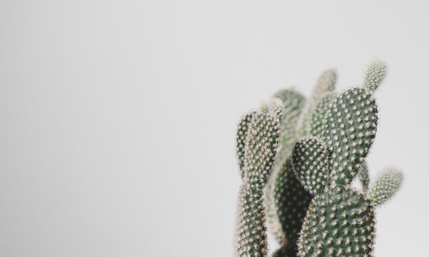 Photo une photo d'un cactus en gros plan