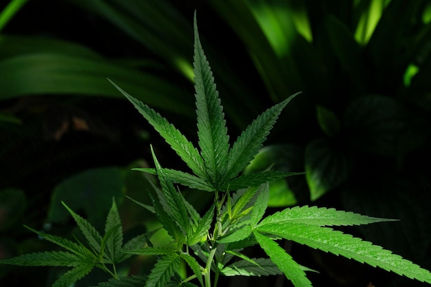 Photo de cannabis dans le jardin