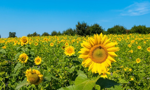 Photo d'un champ de tournesols en été. idéal pour les mises en page de sites Web et de magazines