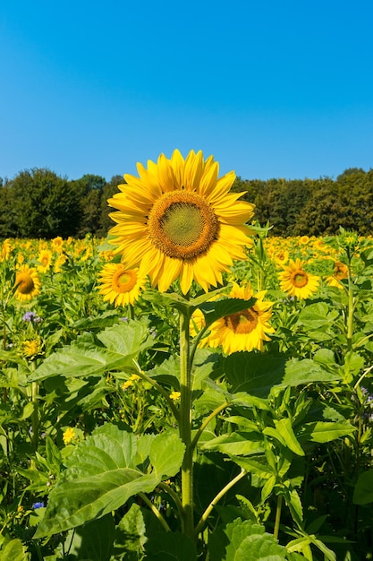 Photo d'un champ de tournesols lors d'une journée d'été avec un ciel bleu. idéal pour les mises en page de sites Web et de magazines