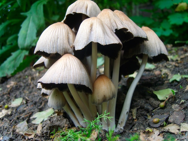 Photo de champignons sauvages