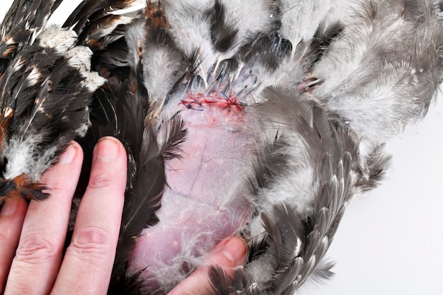 Photo de chaponiser un coq sur fond blanc