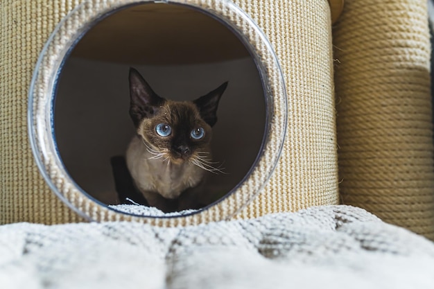 Photo d'un chat aux yeux bleus allongé dans une maison de chat