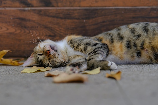 Photo une photo d'un chat endormi en gros plan