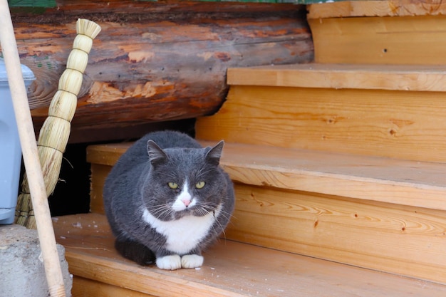 Photo de chat gris