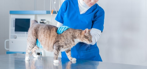 Photo d'un chat lors d'un rendez-vous chez le vétérinaire