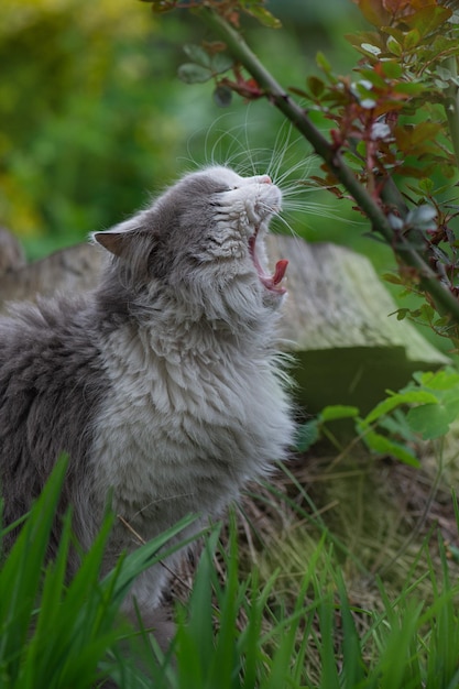 Photo d'un chaton bâillant assis sur fond de jardin