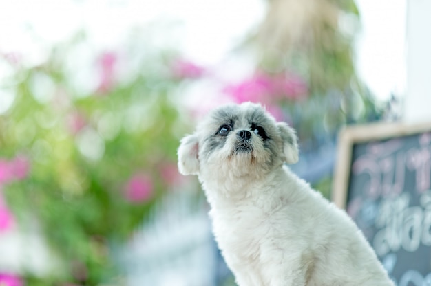 Photo de chien blanc, séance photo mignonne, concept de chien d&#39;amour