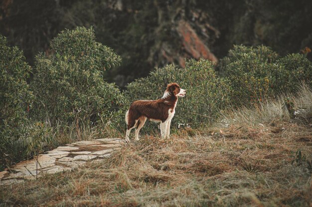 Une photo de chien brun et blanc