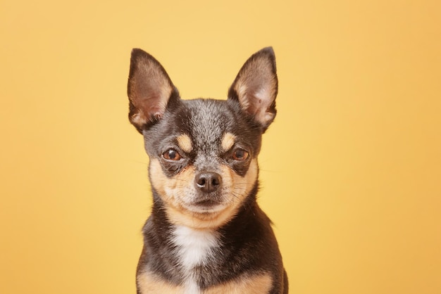 Photo d'un chien Chihuahua sur fond jaune