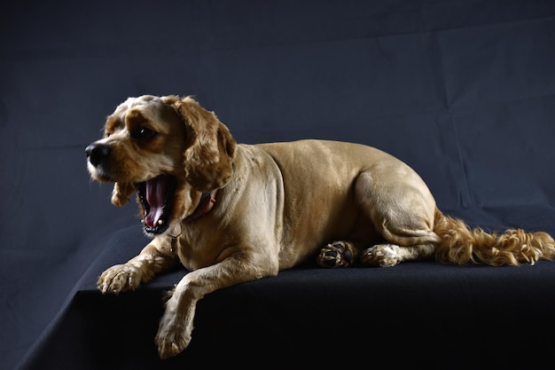 Photo d'un chien Cocker Spaniel sur fond noir