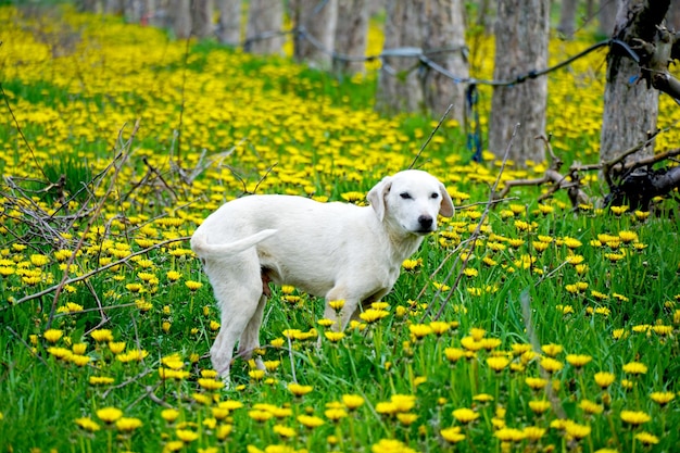 photo d'un chien errant dans un verger de pommiers avec des pissenlits