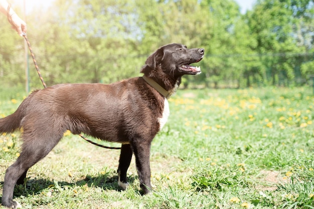 Photo de chien noir marchant sur la pelouse avec des pissenlits dans le parc
