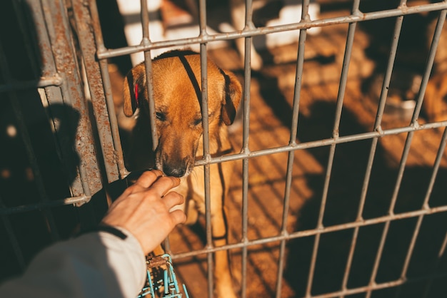 Photo d'un chien triste et d'une main le touchant à travers les barreaux.