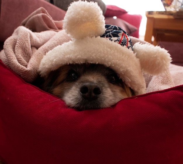 photo de chiens froids mignons