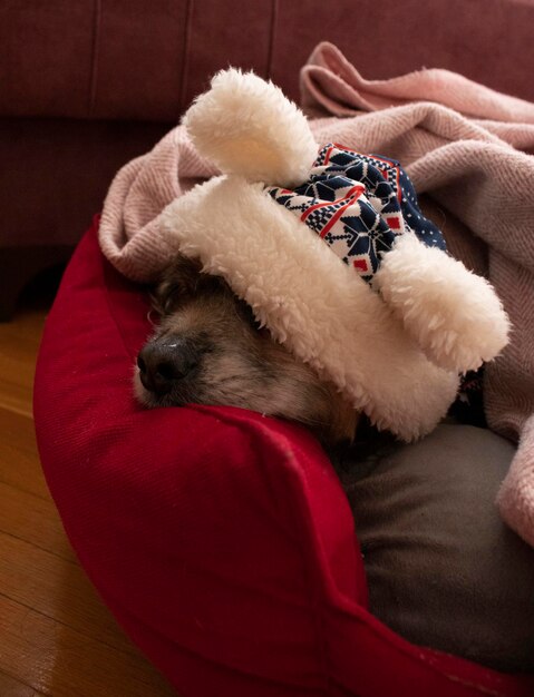 photo de chiens froids mignons