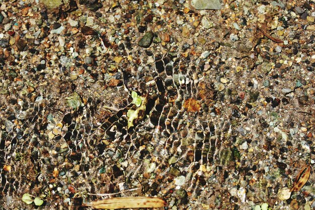 Une photo complète d'une abeille sur l'eau