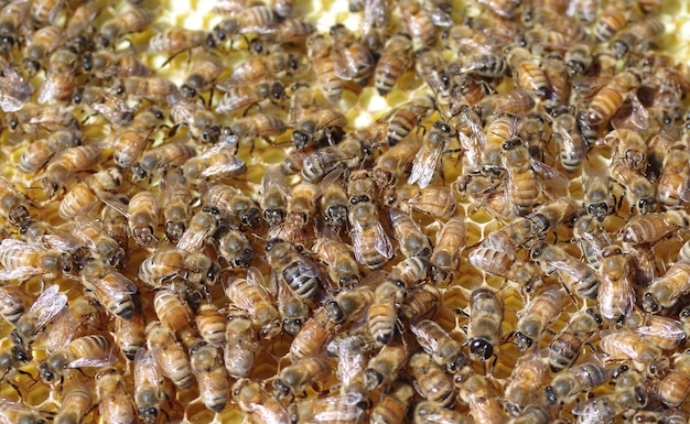 Une photo complète d'une abeille sur un nid d'abeille