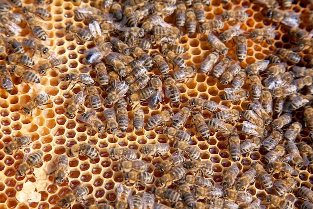 Photo une photo complète des abeilles