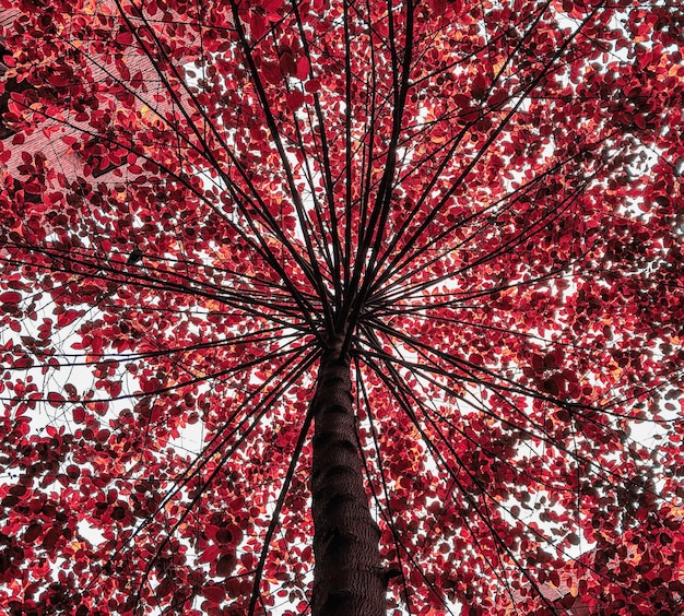 Photo une photo complète de l'arbre d'automne
