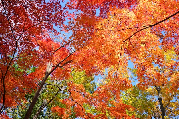Une photo complète des arbres à l'automne