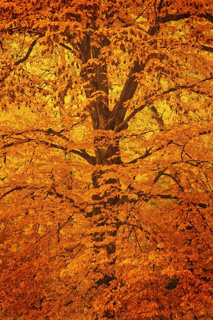 Photo une photo complète des arbres d'automne