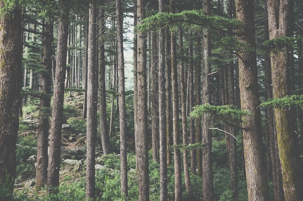 Photo complète des bambous dans la forêt