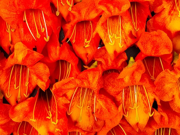 Photo une photo complète des belles fleurs de tecomilla undulata