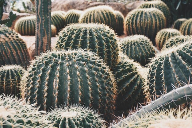 Photo une photo complète d'un cactus qui pousse sur le champ