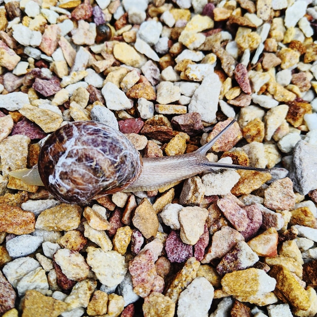 Photo une photo complète de cailloux et d'un escargot